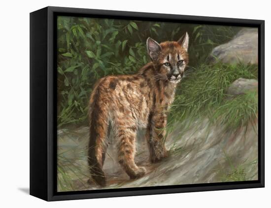 Cougar Cub-David Stribbling-Framed Stretched Canvas