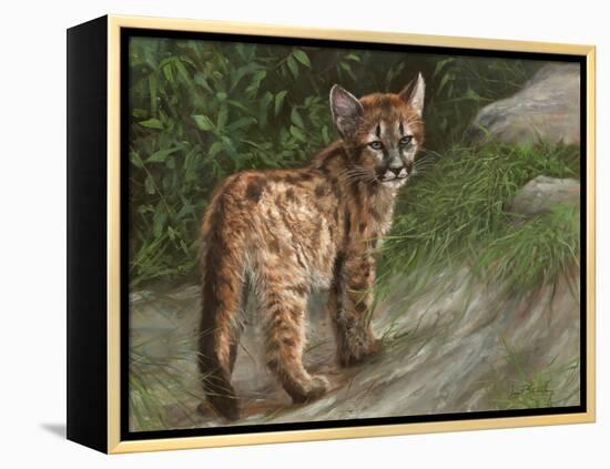 Cougar Cub-David Stribbling-Framed Stretched Canvas