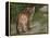 Cougar Cub-David Stribbling-Framed Stretched Canvas