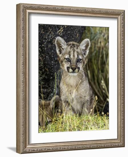 Cougar Cub-Art Wolfe-Framed Photographic Print