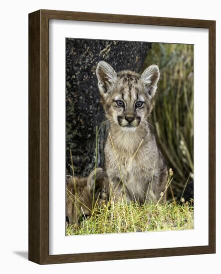 Cougar Cub-Art Wolfe-Framed Photographic Print