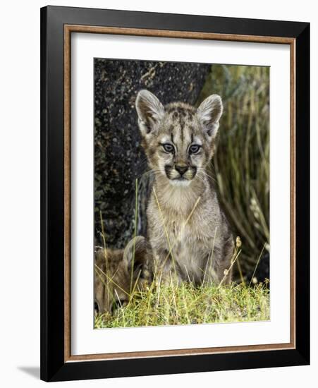 Cougar Cub-Art Wolfe-Framed Photographic Print