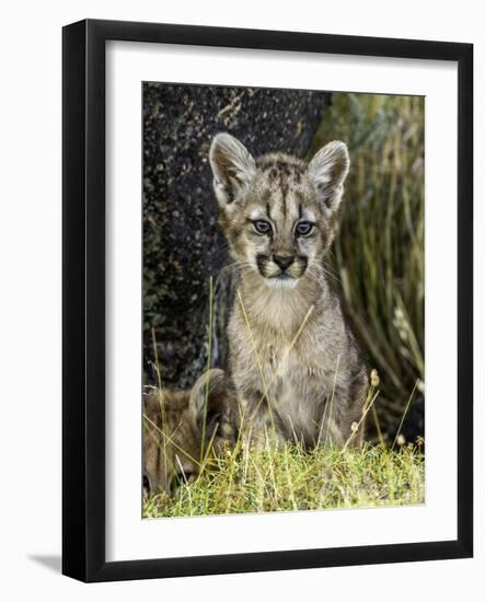 Cougar Cub-Art Wolfe-Framed Photographic Print