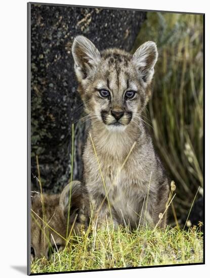 Cougar Cub-Art Wolfe-Mounted Photographic Print