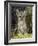 Cougar Cub-Art Wolfe-Framed Photographic Print