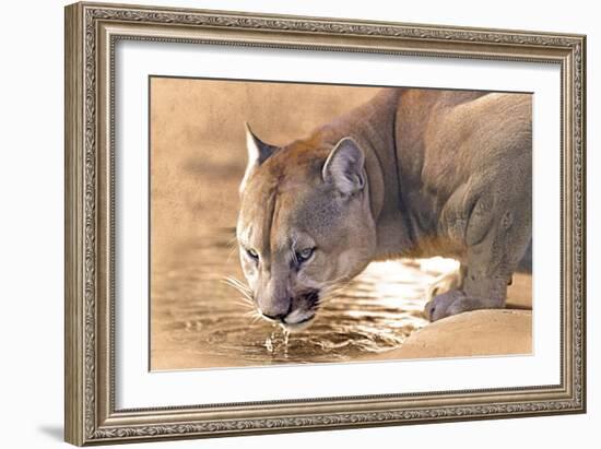 Cougar Drinking Water-Ata Alishahi-Framed Giclee Print