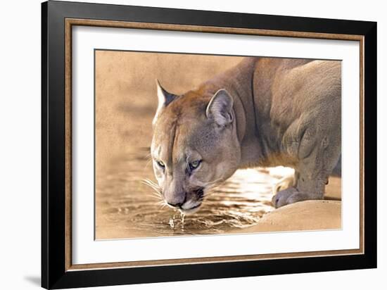 Cougar Drinking Water-Ata Alishahi-Framed Giclee Print