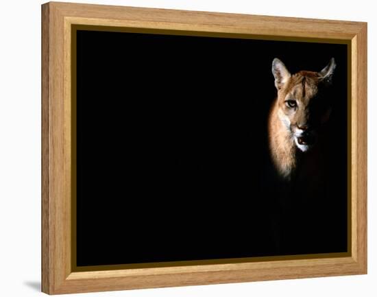 Cougar (Felis Concolor), Aka Puma or Mountain Lion, Arizona-Sonora Desert Museum, Tucson, U.S.A.-Mark Newman-Framed Premier Image Canvas