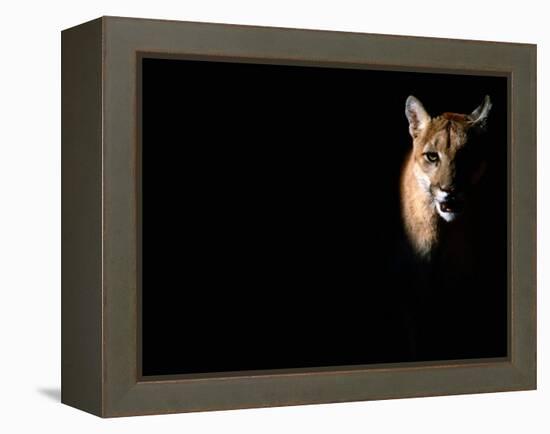 Cougar (Felis Concolor), Aka Puma or Mountain Lion, Arizona-Sonora Desert Museum, Tucson, U.S.A.-Mark Newman-Framed Premier Image Canvas