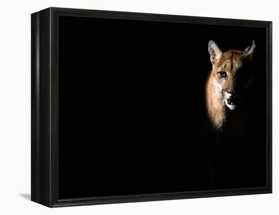 Cougar (Felis Concolor), Aka Puma or Mountain Lion, Arizona-Sonora Desert Museum, Tucson, U.S.A.-Mark Newman-Framed Premier Image Canvas