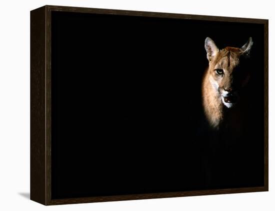 Cougar (Felis Concolor), Aka Puma or Mountain Lion, Arizona-Sonora Desert Museum, Tucson, U.S.A.-Mark Newman-Framed Premier Image Canvas