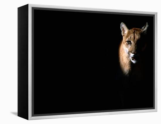 Cougar (Felis Concolor), Aka Puma or Mountain Lion, Arizona-Sonora Desert Museum, Tucson, U.S.A.-Mark Newman-Framed Premier Image Canvas