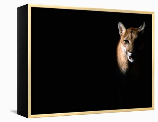 Cougar (Felis Concolor), Aka Puma or Mountain Lion, Arizona-Sonora Desert Museum, Tucson, U.S.A.-Mark Newman-Framed Premier Image Canvas