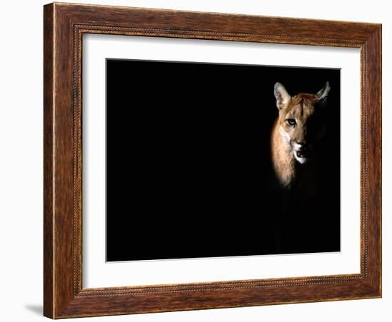 Cougar (Felis Concolor), Aka Puma or Mountain Lion, Arizona-Sonora Desert Museum, Tucson, U.S.A.-Mark Newman-Framed Photographic Print