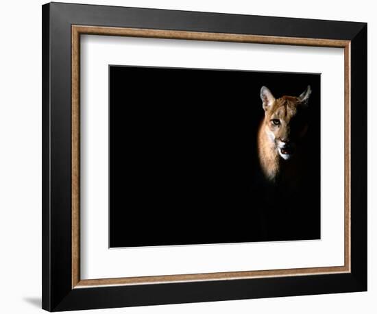 Cougar (Felis Concolor), Aka Puma or Mountain Lion, Arizona-Sonora Desert Museum, Tucson, U.S.A.-Mark Newman-Framed Photographic Print