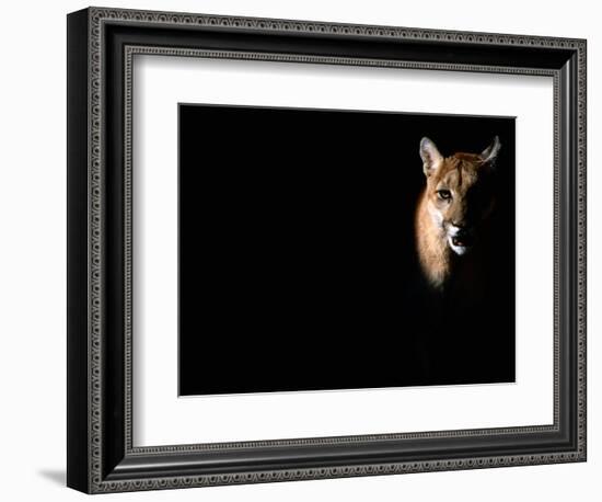 Cougar (Felis Concolor), Aka Puma or Mountain Lion, Arizona-Sonora Desert Museum, Tucson, U.S.A.-Mark Newman-Framed Photographic Print