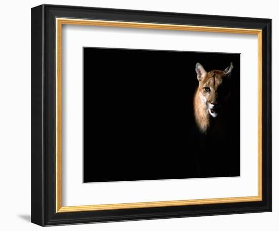 Cougar (Felis Concolor), Aka Puma or Mountain Lion, Arizona-Sonora Desert Museum, Tucson, U.S.A.-Mark Newman-Framed Photographic Print