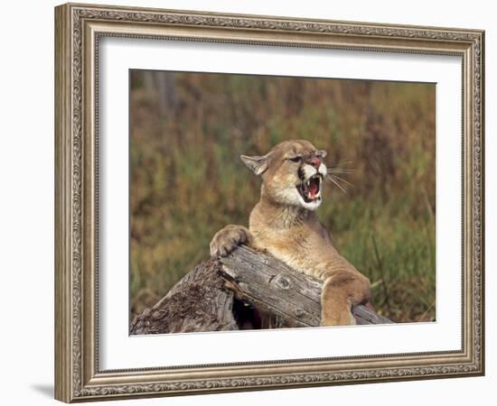 Cougar Growling-outdoorsman-Framed Photographic Print