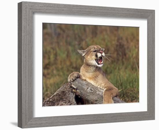 Cougar Growling-outdoorsman-Framed Photographic Print