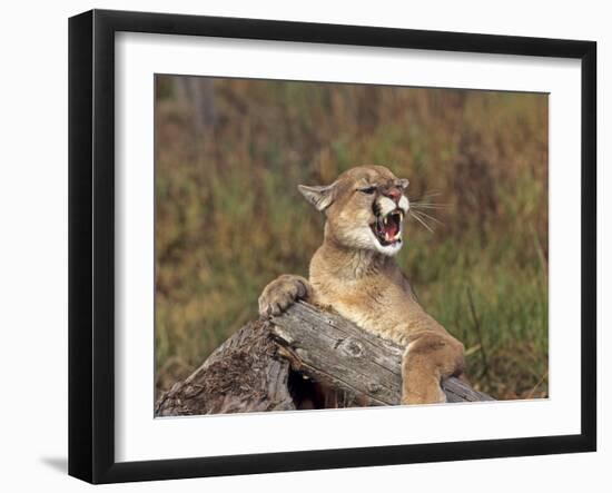 Cougar Growling-outdoorsman-Framed Photographic Print