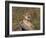 Cougar Growling-outdoorsman-Framed Photographic Print