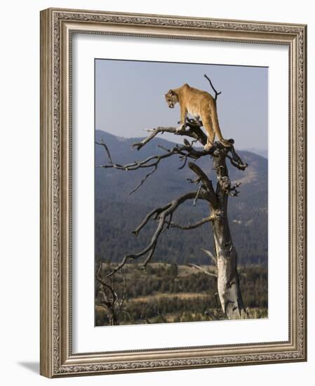 Cougar in a Tree-Joe McDonald-Framed Photographic Print