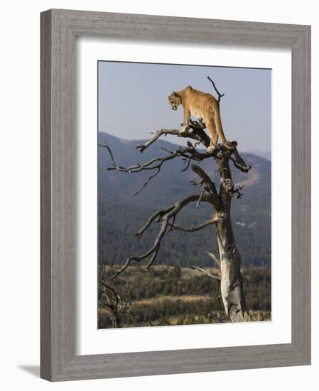 Cougar in a Tree-Joe McDonald-Framed Photographic Print