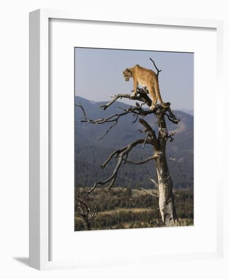 Cougar in a Tree-Joe McDonald-Framed Photographic Print