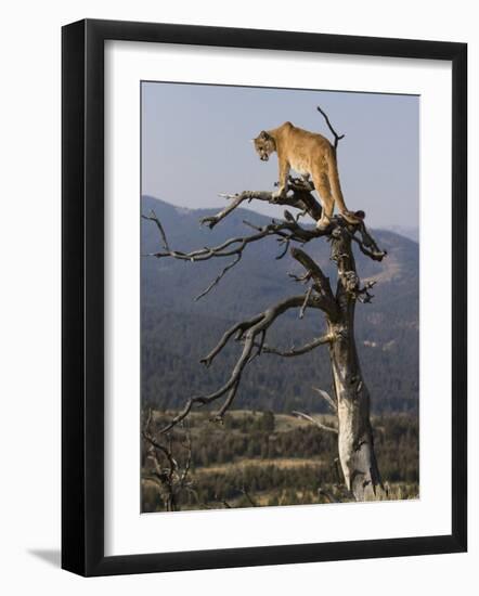 Cougar in a Tree-Joe McDonald-Framed Photographic Print