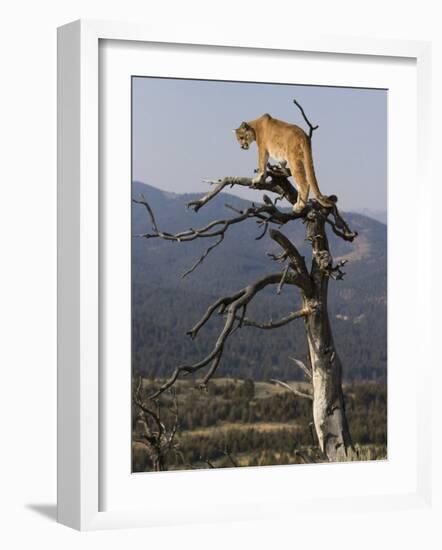 Cougar in a Tree-Joe McDonald-Framed Photographic Print