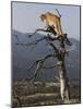 Cougar in a Tree-Joe McDonald-Mounted Photographic Print