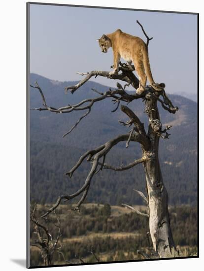 Cougar in a Tree-Joe McDonald-Mounted Photographic Print