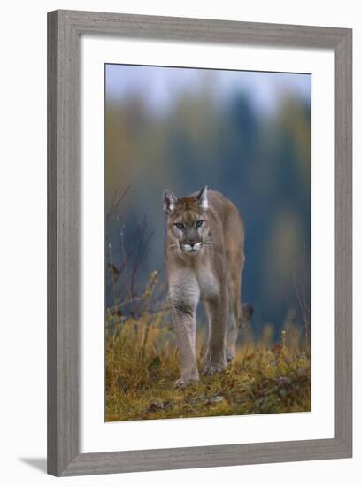 Cougar in Autumn-DLILLC-Framed Photographic Print