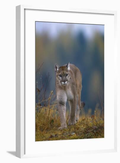 Cougar in Autumn-DLILLC-Framed Photographic Print