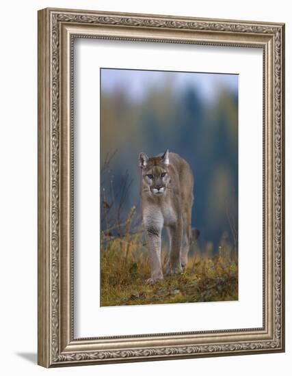 Cougar in Autumn-DLILLC-Framed Photographic Print