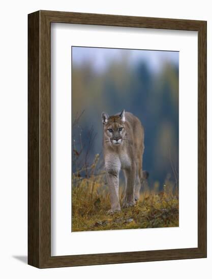 Cougar in Autumn-DLILLC-Framed Photographic Print