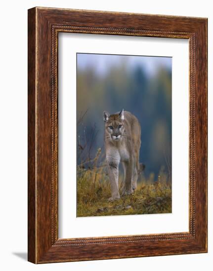 Cougar in Autumn-DLILLC-Framed Photographic Print