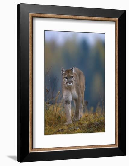 Cougar in Autumn-DLILLC-Framed Photographic Print