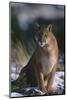 Cougar in Snow-DLILLC-Mounted Photographic Print