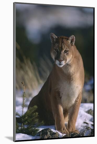 Cougar in Snow-DLILLC-Mounted Photographic Print