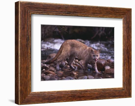 Cougar Licking His Lips-DLILLC-Framed Photographic Print