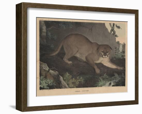 Cougar or Panther-Mannevillette Elihu Dearing Brown-Framed Giclee Print