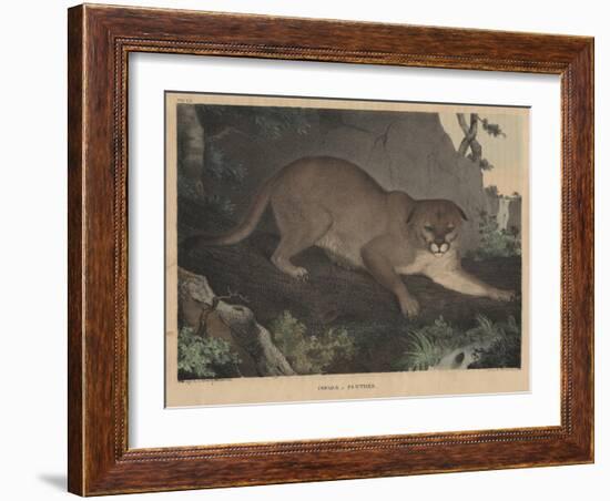 Cougar or Panther-Mannevillette Elihu Dearing Brown-Framed Giclee Print