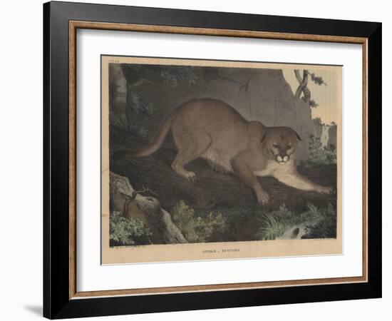 Cougar or Panther-Mannevillette Elihu Dearing Brown-Framed Giclee Print