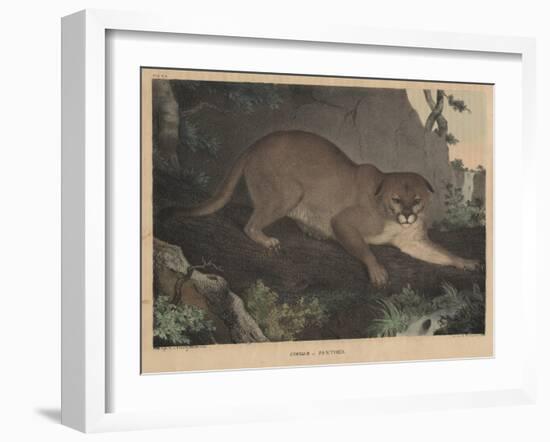 Cougar or Panther-Mannevillette Elihu Dearing Brown-Framed Giclee Print