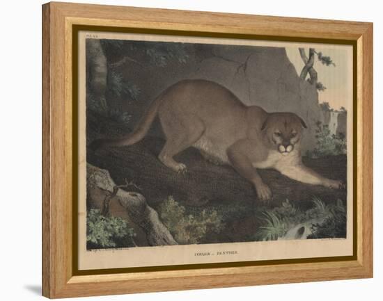 Cougar or Panther-Mannevillette Elihu Dearing Brown-Framed Premier Image Canvas