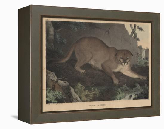 Cougar or Panther-Mannevillette Elihu Dearing Brown-Framed Premier Image Canvas