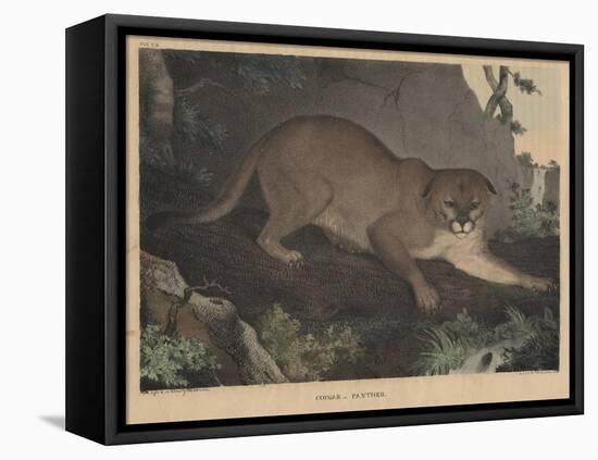 Cougar or Panther-Mannevillette Elihu Dearing Brown-Framed Premier Image Canvas
