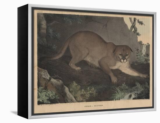 Cougar or Panther-Mannevillette Elihu Dearing Brown-Framed Premier Image Canvas