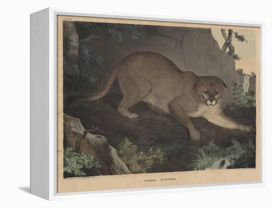 Cougar or Panther-Mannevillette Elihu Dearing Brown-Framed Premier Image Canvas